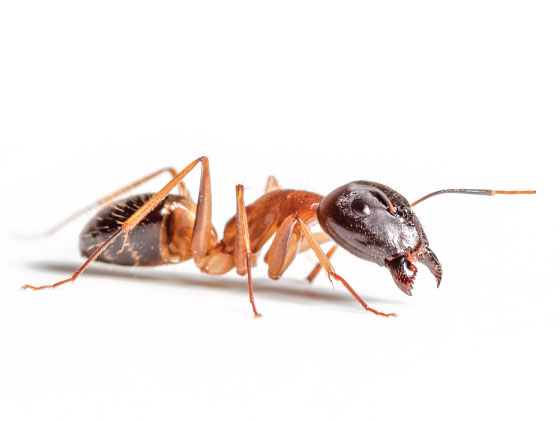 Ant / Cockroach / Spider / Lizard Control – Pest Solutions